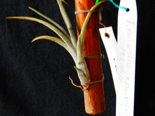 T.ionantha x paucifolia k1