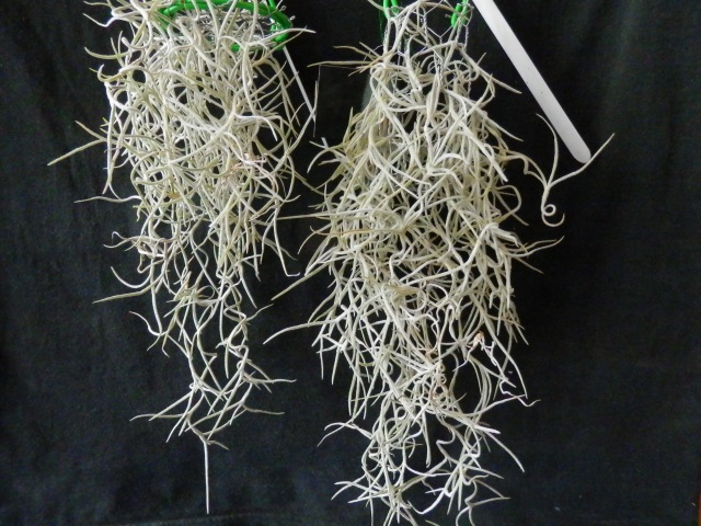 T.usneoides grob k2