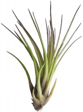 T.tricolor k1